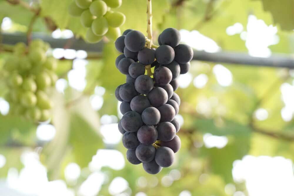 ぶどう 葡萄 がかかりやすい病気 見分け方 主な発生原因や対策方法は Greensnap グリーンスナップ