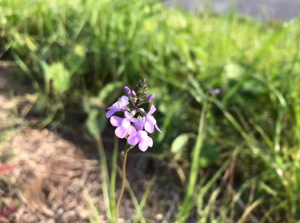 マツバウンラン