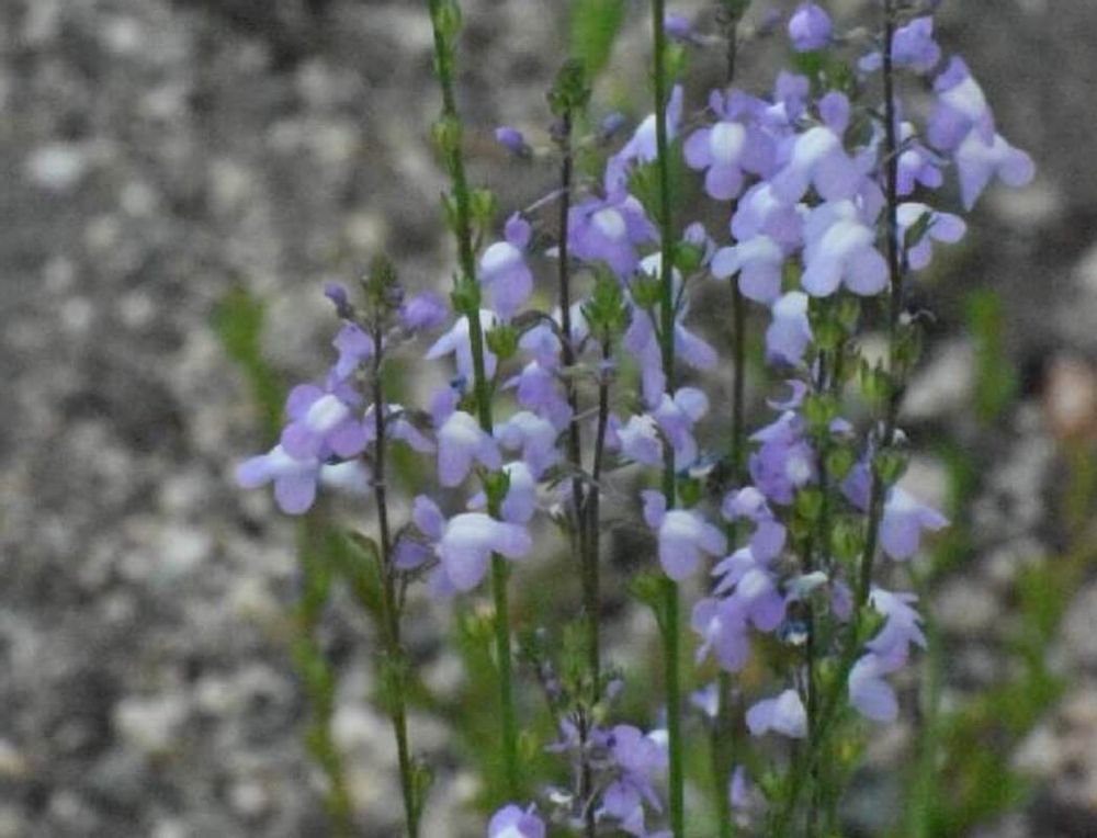 マツバウンラン