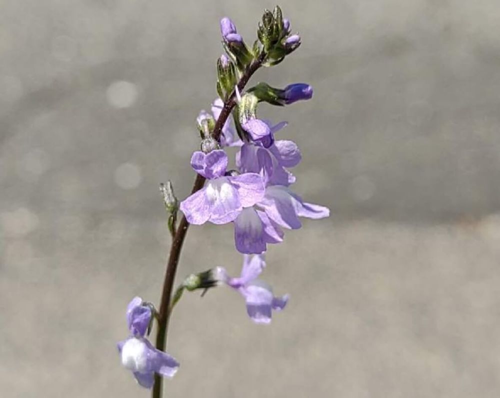 マツバウンラン