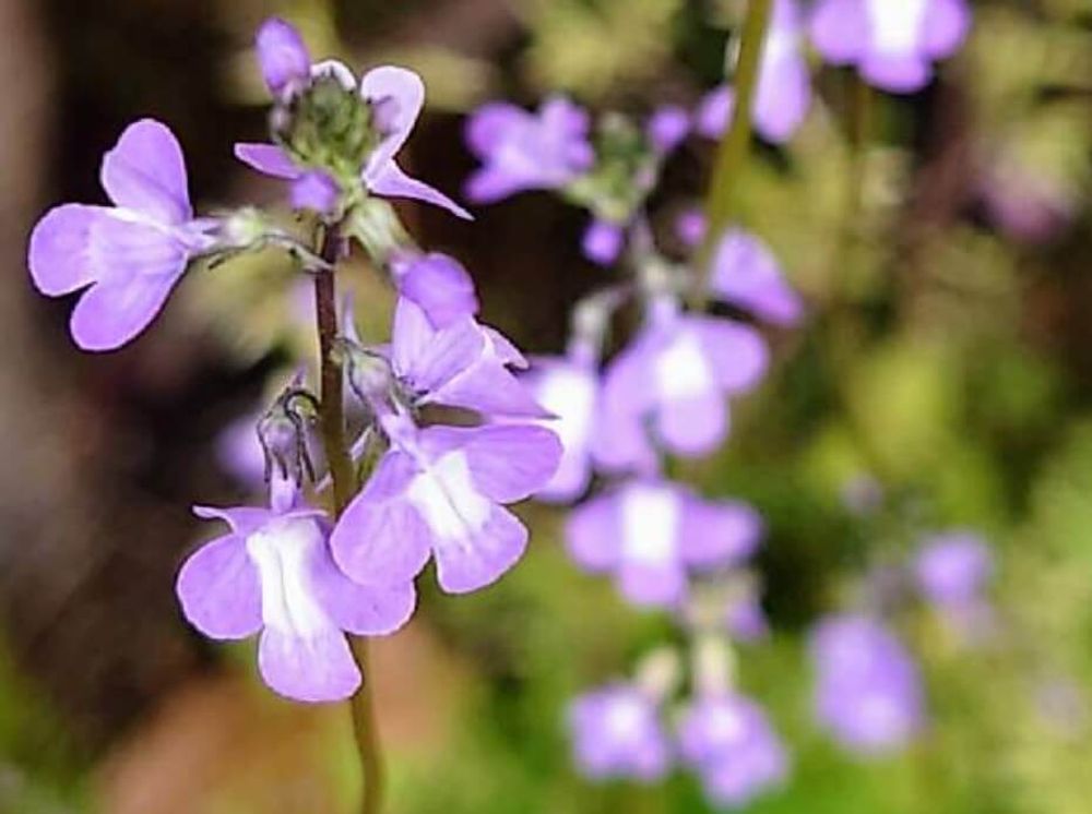 マツバウンラン