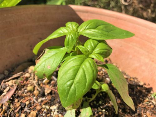 バジルの摘心 剪定 切り戻しで切る位置は 失敗しないためのコツは Greensnap グリーンスナップ バジルの摘心 剪定 切り戻しで切る位置は 失敗しないためのコツは Greensnap グリーンスナップ