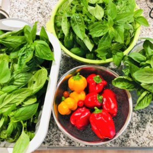 バジルの摘心 時期や方法は 失敗したらどうなる 収穫量は上がる Greensnap グリーンスナップ バジルの摘心 時期や方法は 失敗したらどうなる 収穫量は上がる Greensnap グリーンスナップ