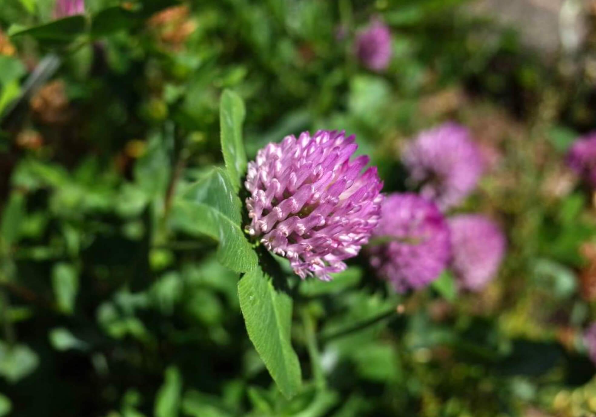 アカツメクサとは 花言葉 似た花との違いは 蜜に毒性がある Greensnap グリーンスナップ