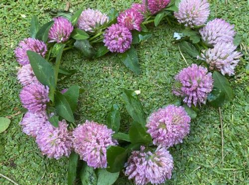 アカツメクサとは 花言葉 似た花との違いは 蜜に毒性がある Greensnap グリーンスナップ