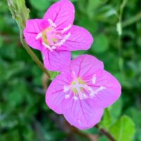 ユウゲショウ(夕化粧)の花言葉・育て方｜似た花との見分け方は