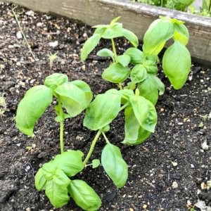 バジルの収穫 時期はいつ 保存方法は たくさん収穫するコツは Greensnap グリーンスナップ