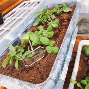 バジルの収穫 時期はいつ 保存方法は たくさん収穫するコツは Greensnap グリーンスナップ