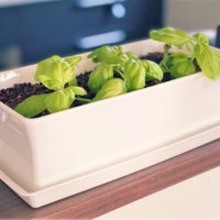 バジルの収穫 時期はいつ 保存方法は たくさん収穫するコツは Greensnap グリーンスナップ