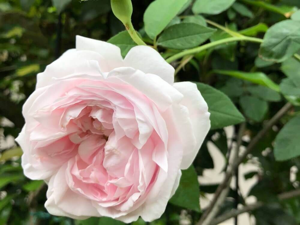 バラ・ジュノー　オールドローズ (1)