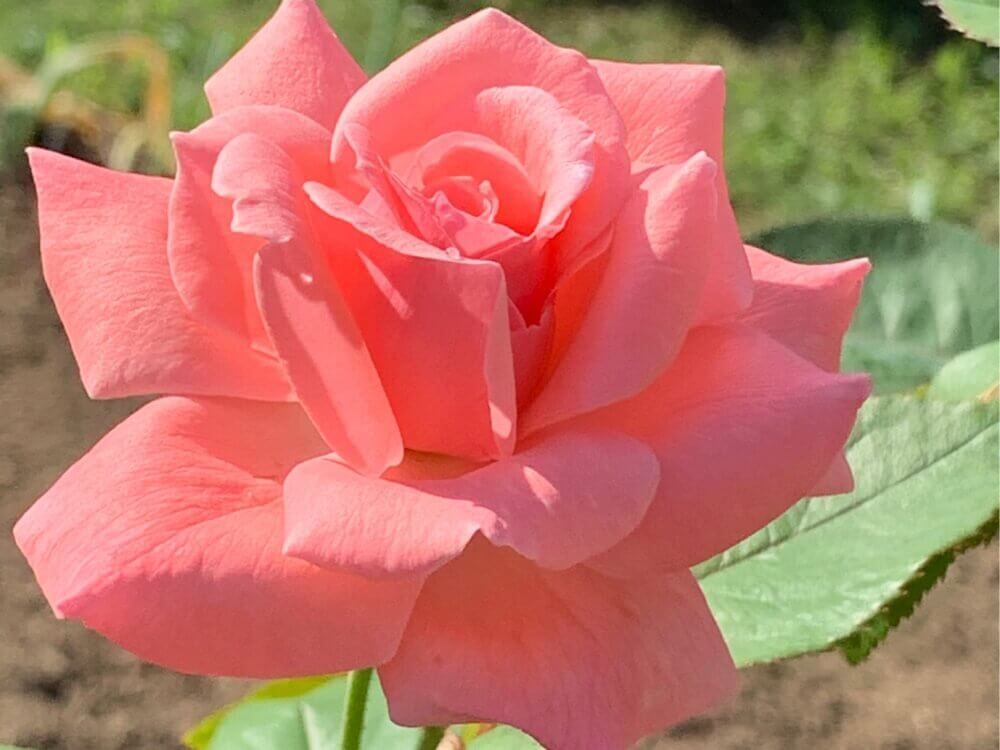 バラ・フェリシテ パルマンティエ　オールドローズ (1)