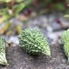 ゴーヤの育て方 種の植え方や肥料やり頻度は プランター栽培もできる Greensnap グリーンスナップ