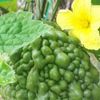 ゴーヤの育て方 種の植え方や肥料やり頻度は プランター栽培もできる Greensnap グリーンスナップ