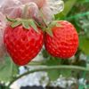 イチゴの種類｜初心者向け家庭菜園で育てやすい品種や甘い品種を紹介の画像