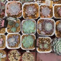 日向土(ボラ土)とは｜特徴や使い方、効果や気をつけることは？の画像