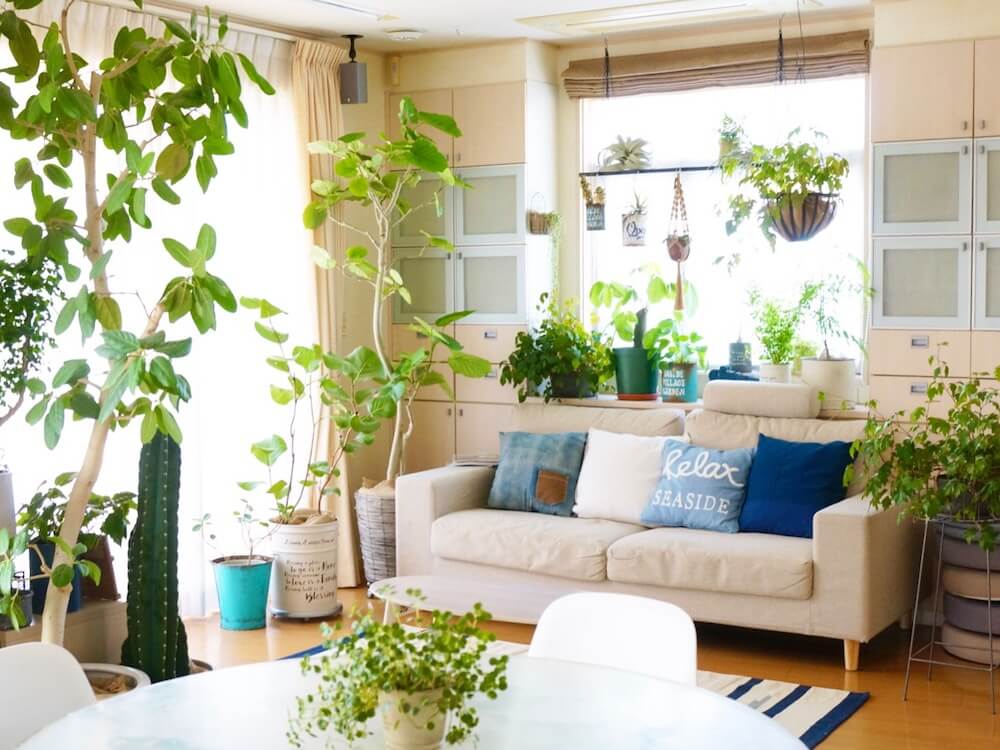室内におすすめの観葉植物40選 人気の種類 部屋で育てやすいのは Greensnap グリーンスナップ