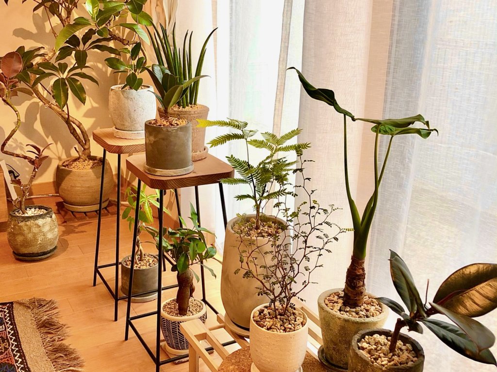 観葉植物 室内 部屋