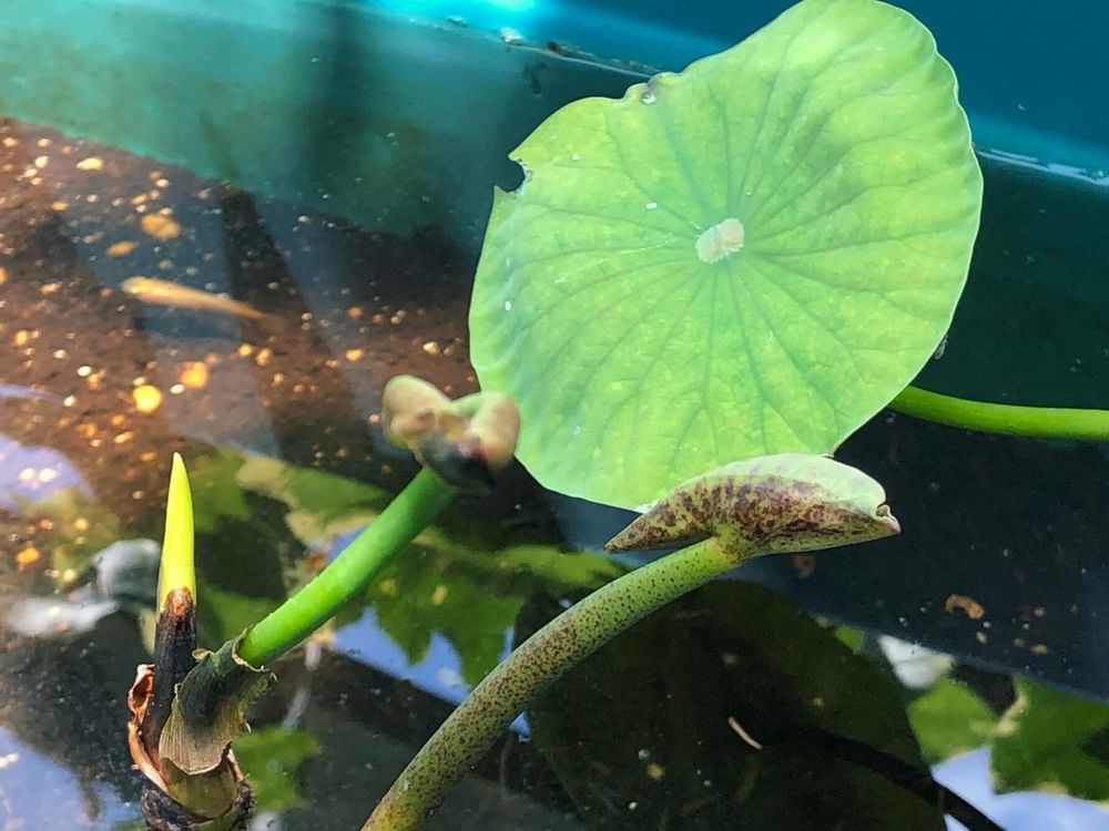 レンコン(蓮根)　葉