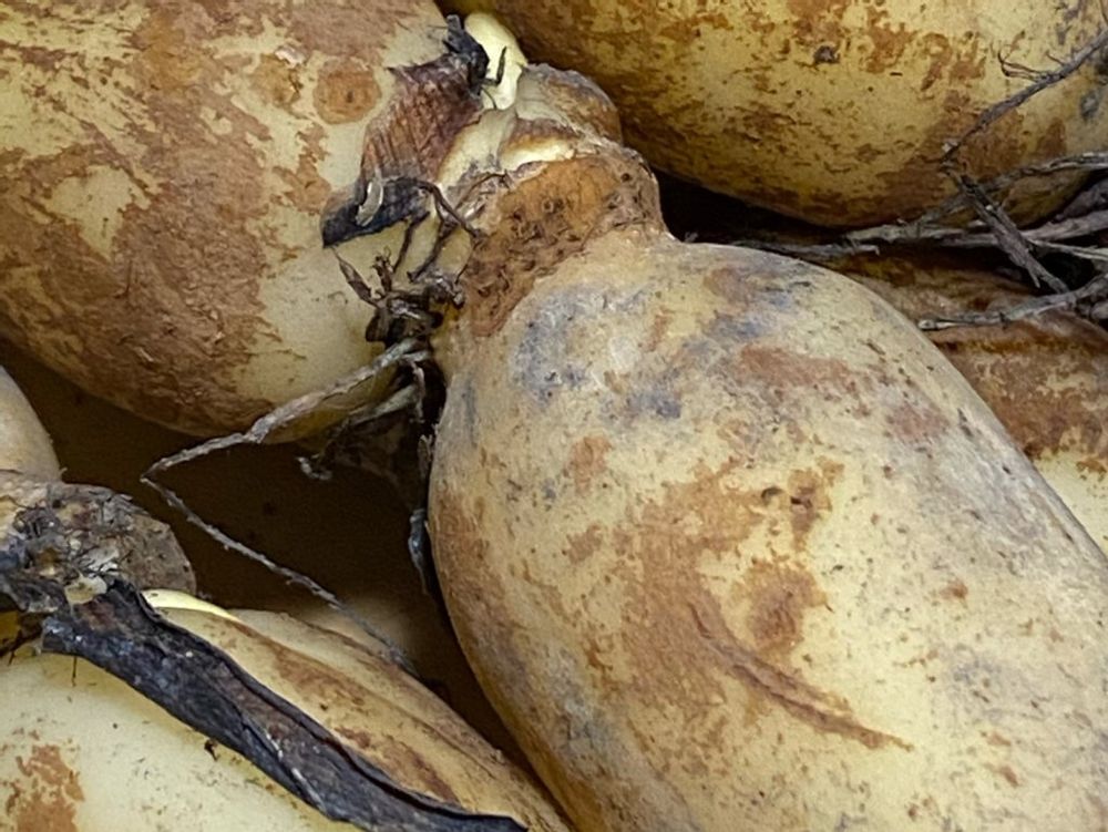 レンコン(蓮根)　