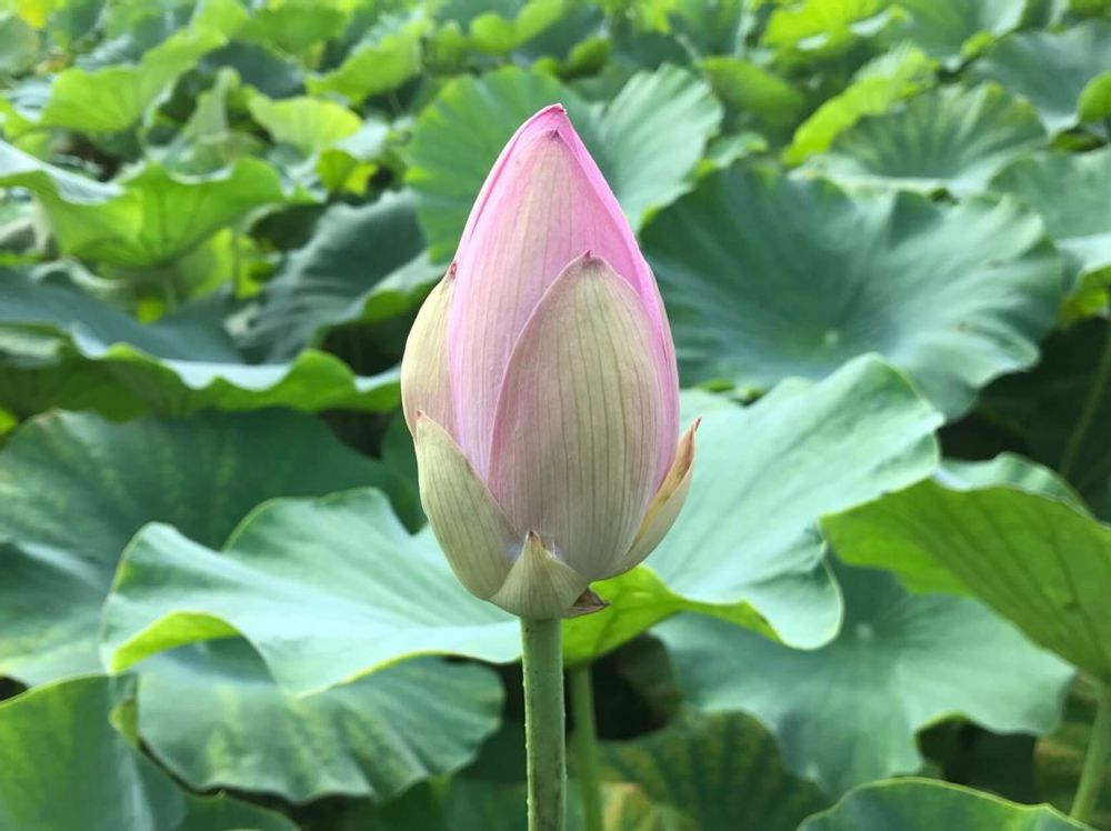 レンコン　ピンク色の花