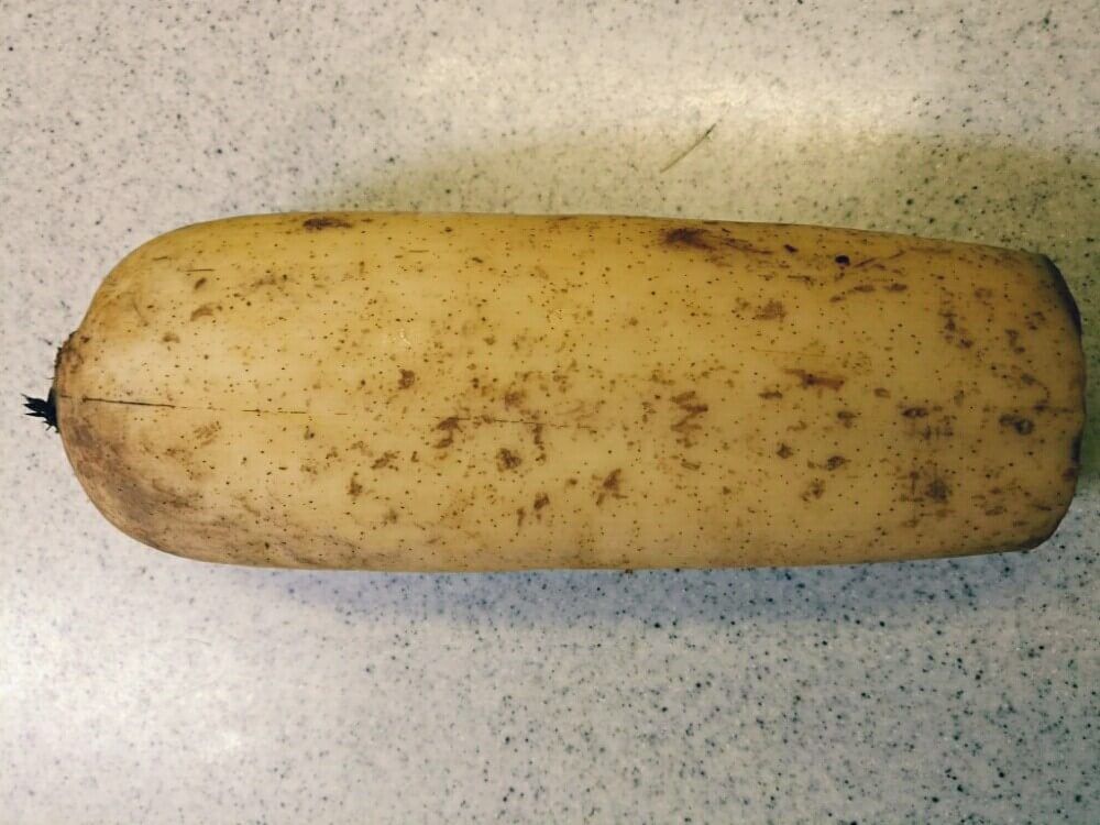 レンコンの根茎