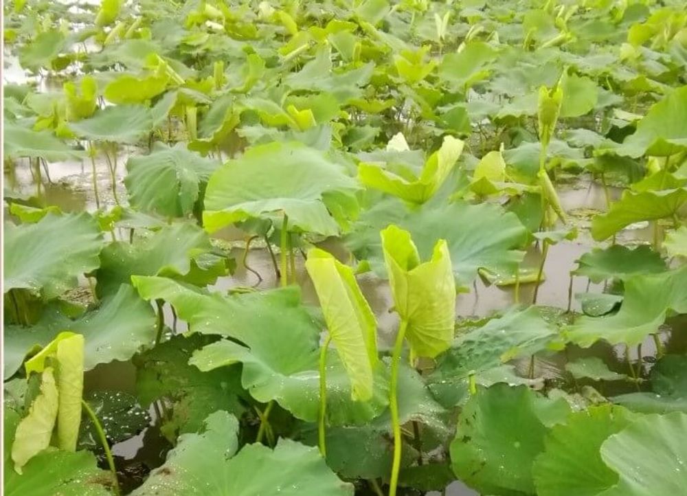 レンコン(蓮根)　水面　葉