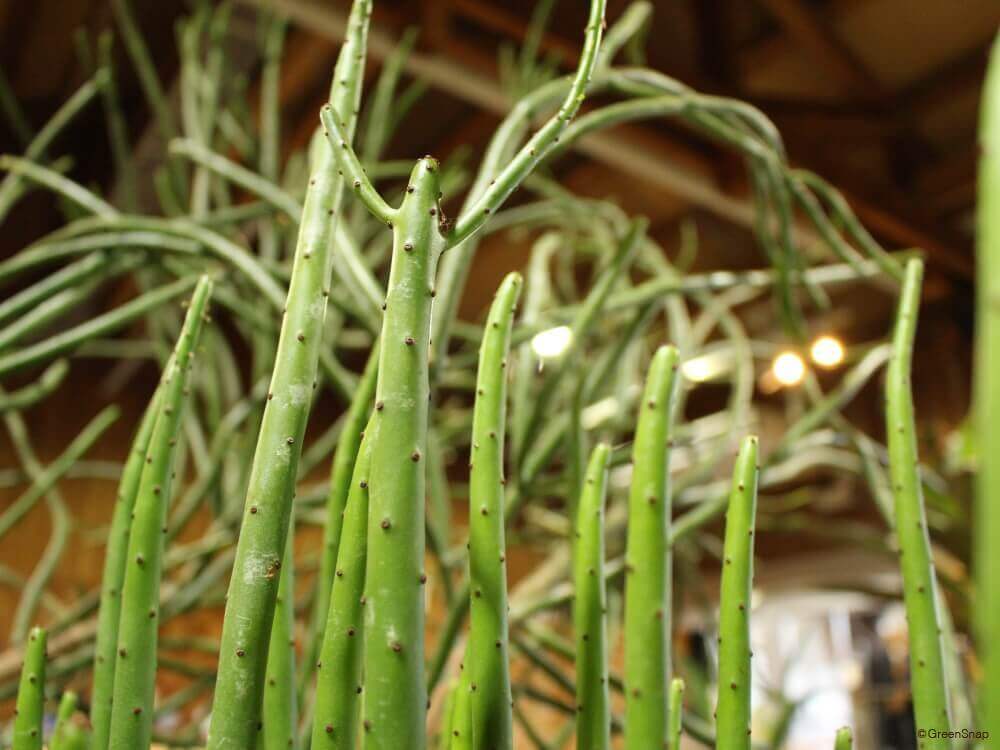 ユーフォルビア