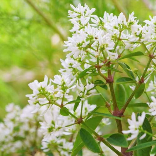 ユーフォルビアの育て方｜挿し木、水やり頻度は？地植えと鉢植えの違い