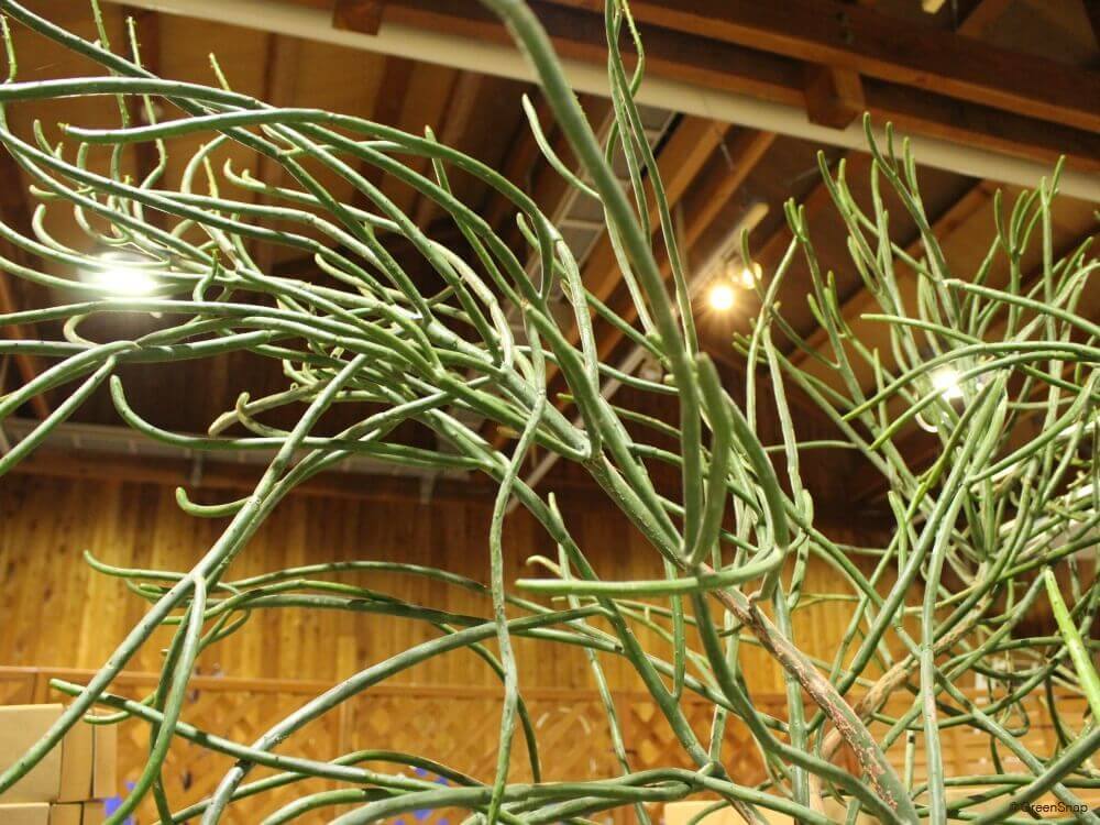 ユーフォルビア