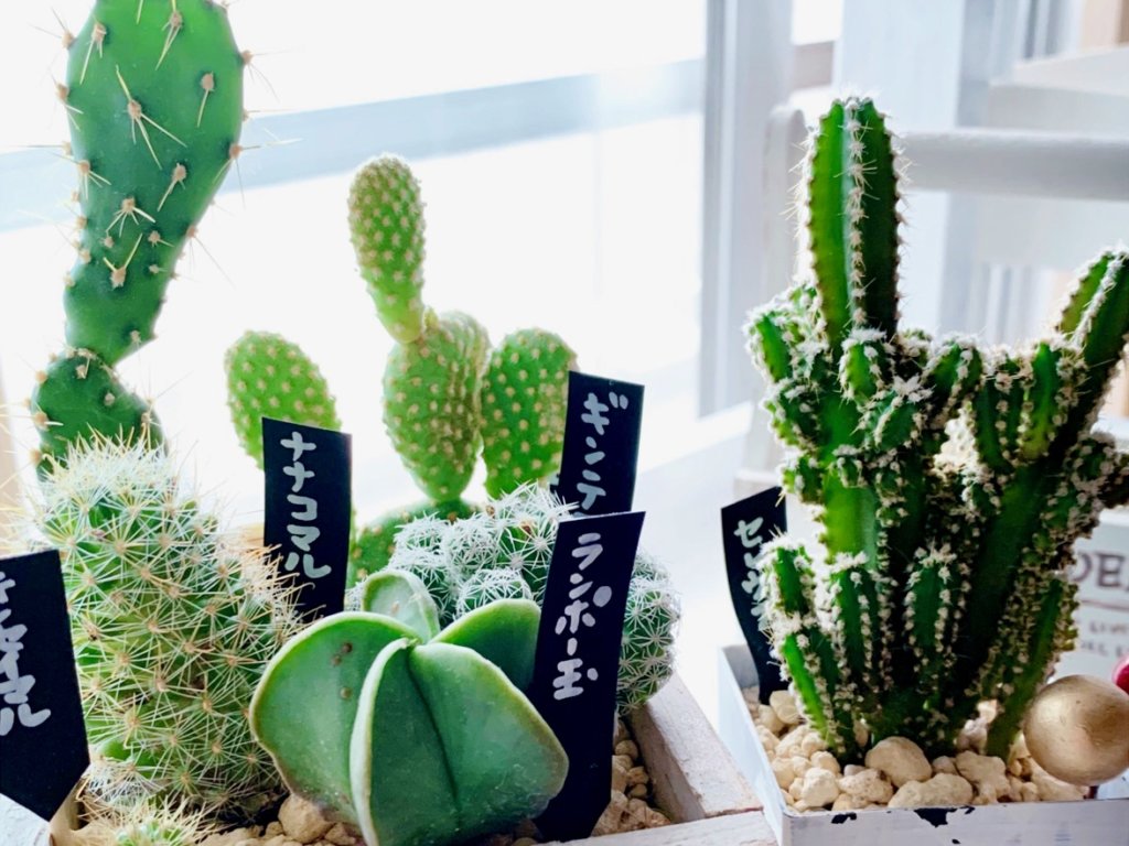サボテン