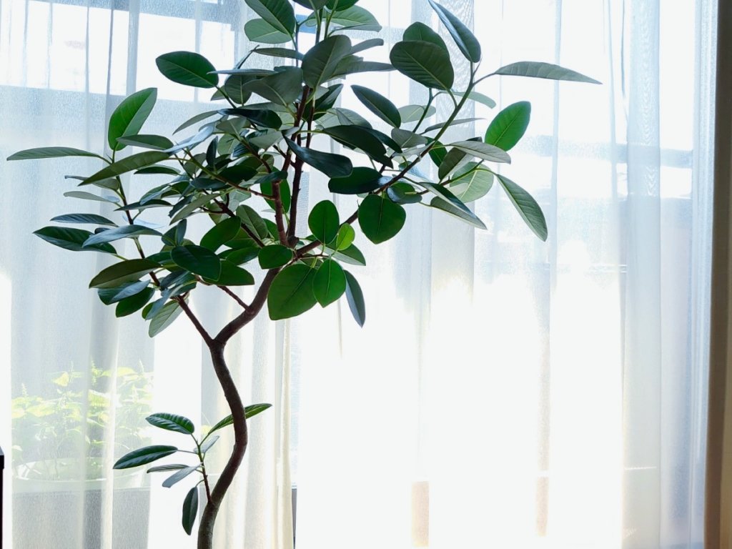 フランスゴムの木