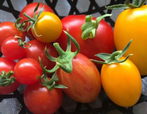 トマトのうどんこ病 発生原因や症状は 重曹で治療 対処できる Greensnap グリーンスナップ