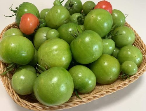 トマトのうどんこ病 発生原因や症状は 重曹で治療 対処できる Greensnap グリーンスナップ