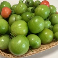 トマトをベランダで育てよう！プランター栽培のコツは？置き場所はどうすべき？の画像