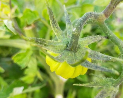 トマトのうどんこ病 発生原因や症状は 重曹で治療 対処できる Greensnap グリーンスナップ