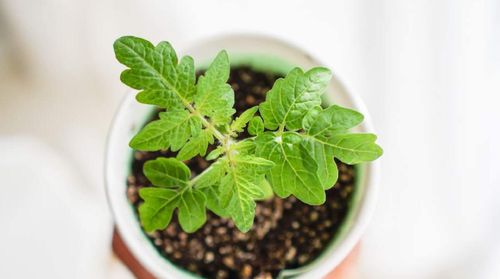 トマトの病気一覧 葉っぱの黄色いシミや白い粉はなに 発生原因や対策方法は Greensnap グリーンスナップ