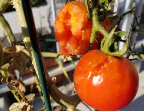 トマトの病気一覧 葉っぱの黄色いシミや白い粉はなに 発生原因や対策方法は Greensnap グリーンスナップ