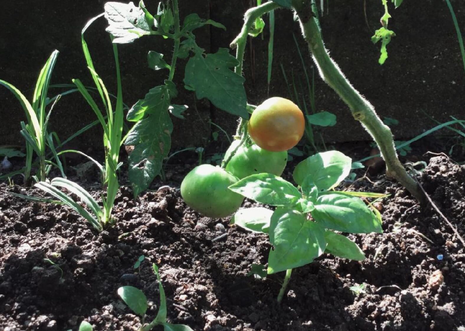 トマトの支柱の立て方 プランター向けの立て方は 収穫量をあげるコツ Greensnap グリーンスナップ