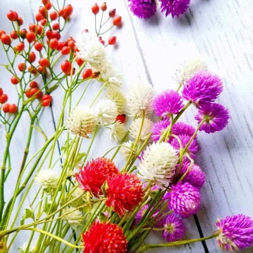 千日紅のドライフラワー シリカゲルなどの作り方やおしゃれな飾り方 Greensnap グリーンスナップ