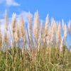 パンパスグラスの花言葉｜種類や特徴、ドライにおすすめの品種や作り方の画像