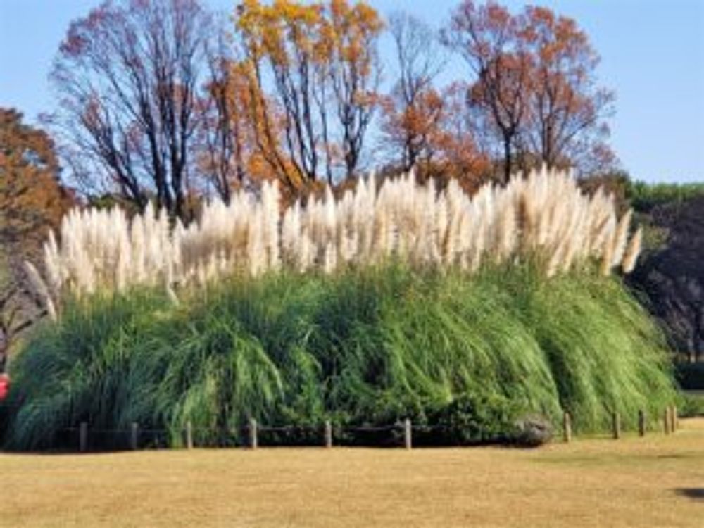 パンパスグラス