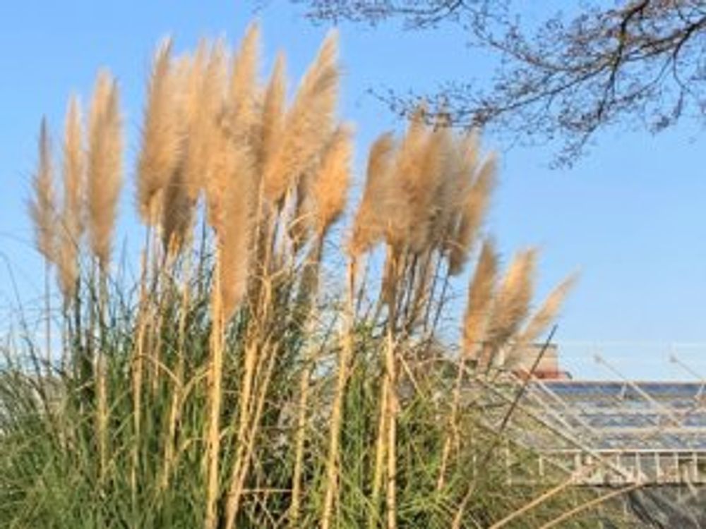 パンパスグラス