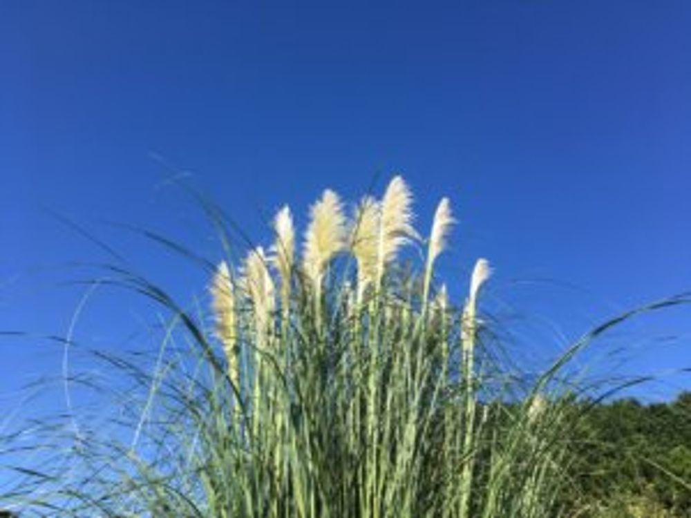パンパスグラス