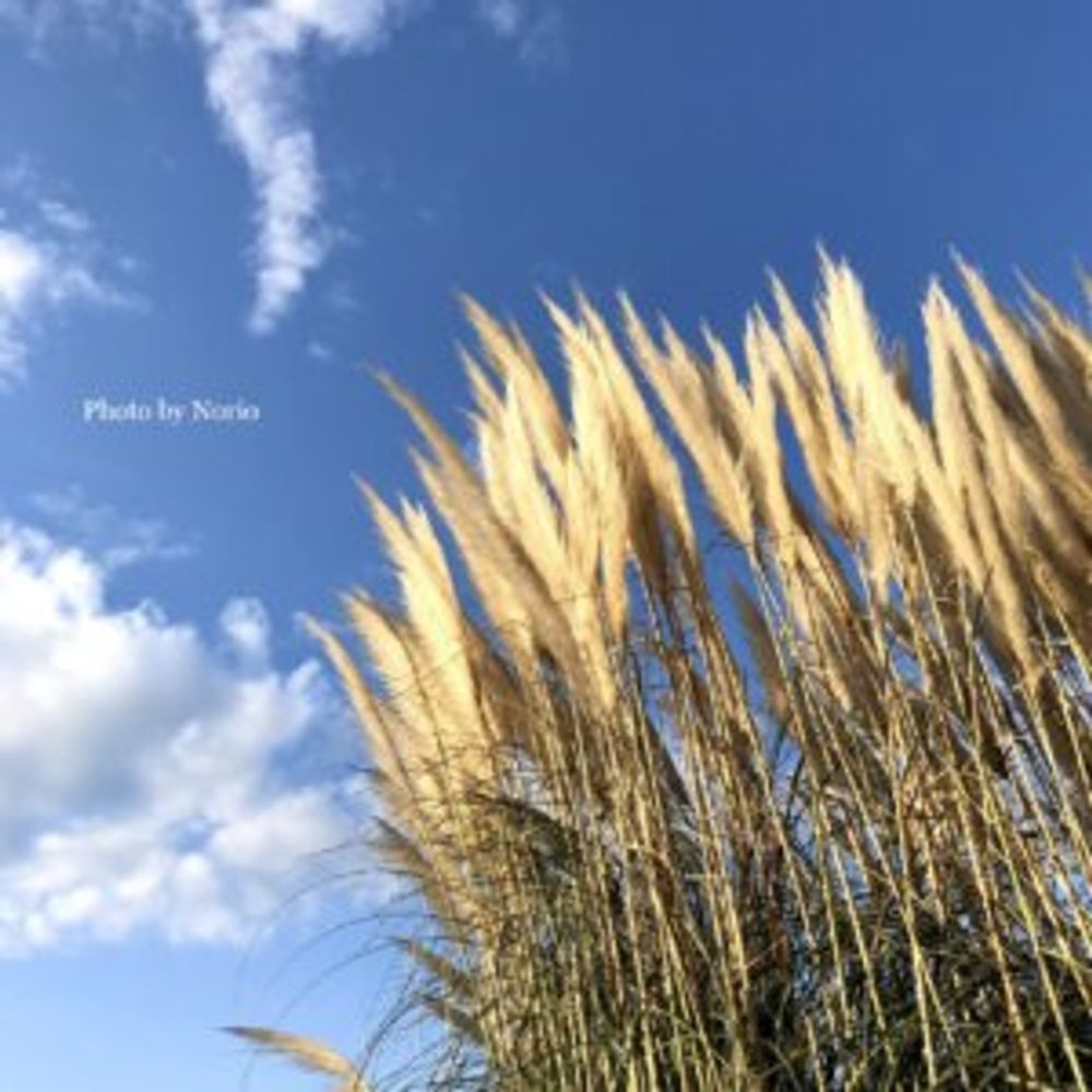 パンパスグラス