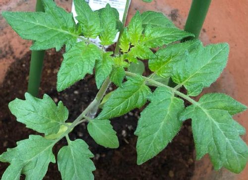 トマトの栽培では葉っぱをとった方が美味しくなる 葉かきの方法と効果とは Greensnap グリーンスナップ