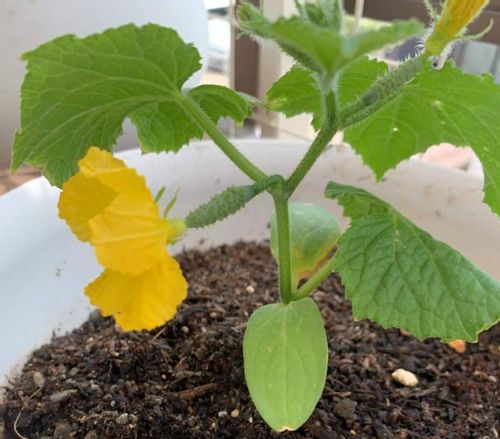 きゅうりのグリーンカーテン 作り方や時期 収穫はできるの Greensnap グリーンスナップ きゅうりのグリーンカーテン 作り方や時期 収穫はできるの Greensnap グリーンスナップ