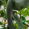 きゅうりのベランダ栽培｜植え付け時期や気をつけるポイントは？の画像