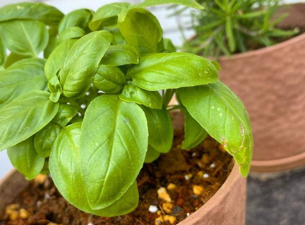 バジル