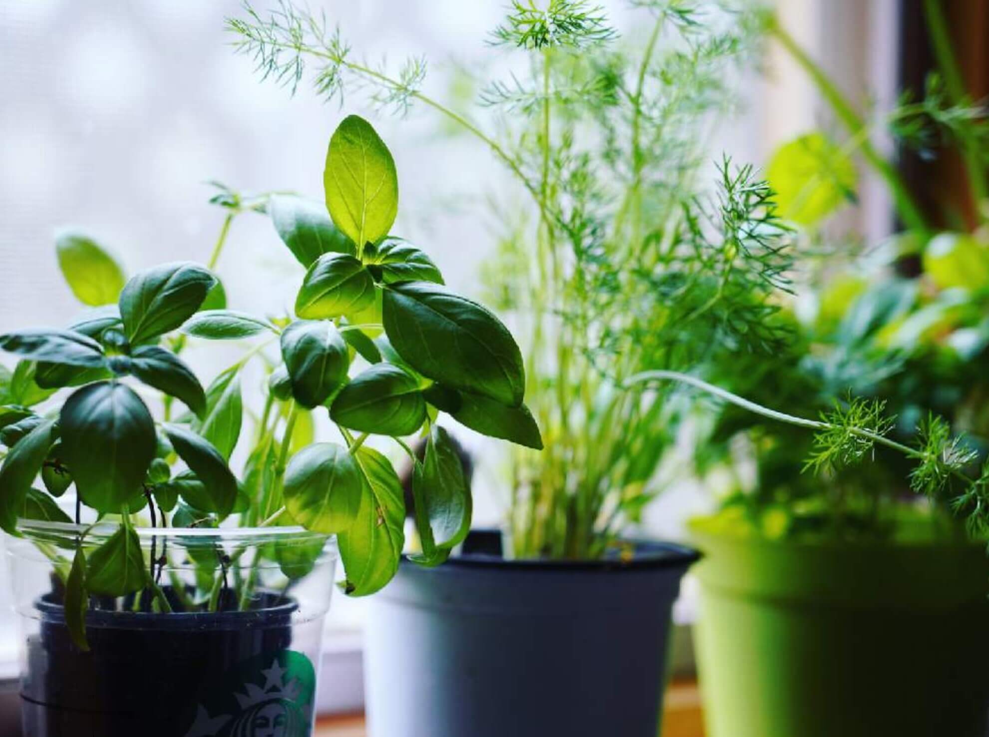 バジルのベランダ栽培 注意点や手入れ 収穫はいつできるの Greensnap グリーンスナップ