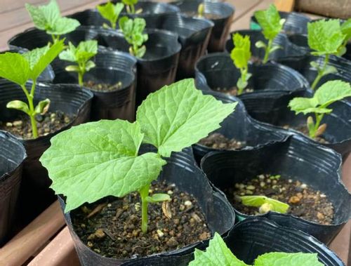 ゴーヤのベランダ栽培 摘芯や種まき 苗の植え付けの時期や方法 Greensnap グリーンスナップ